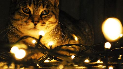 Close-up of cat with illuminated lights at home
