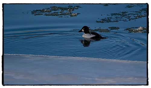 Ducks swimming in lake