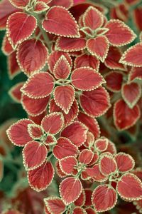 Close-up of red flowering plant