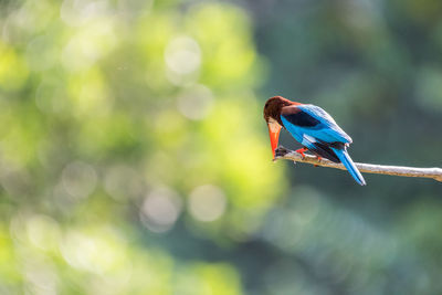 White-throated kingfisher perched and looking