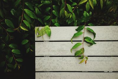 Close-up of plants