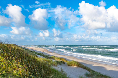 Rough sea with waves in autumn or winter, sandy beach and dunes with reeds and dry grass, morning