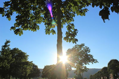 Low angle view of sunlight streaming through trees