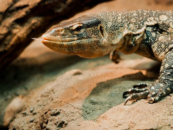 Close-up of lizard on rock