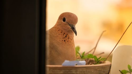 Close-up of bird perching on a plant