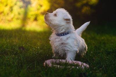 Dog on grassy field