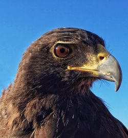 Close-up of eagle