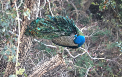 Close-up of peacock perching on branch