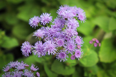 Close-up of purple flowering plant