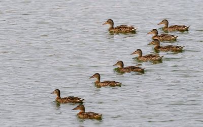 Side view of mallard ducks swimming on lake