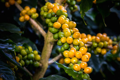 Close-up of raw coffee bean on tree