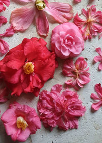 High angle view of pink flowering plants