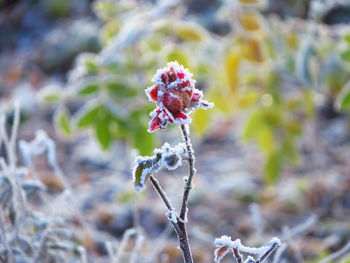 Close-up of flower against blurred background