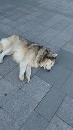 Dog relaxing on floor