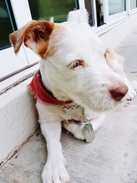 Close-up of dog sitting outdoors