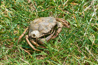 Close-up of lizard on grass