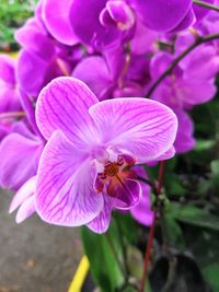 Close-up of pink crocus flowers