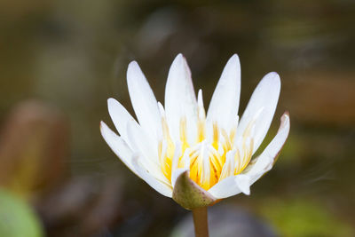 Close-up of white flower