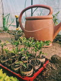 Close-up of potted plant by metal grate in yard