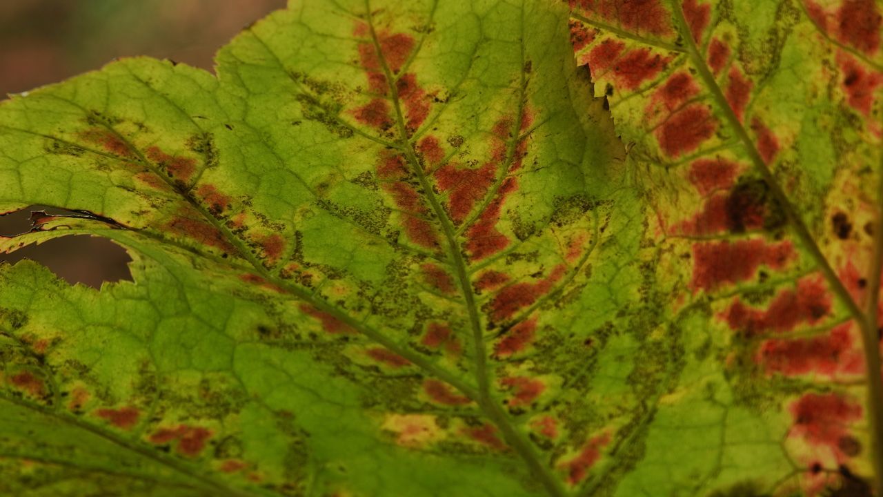 leaf, plant part, plant, green, tree, nature, autumn, plant pathology, close-up, no people, growth, beauty in nature, leaf vein, day, outdoors, flower, land, pattern, maple, selective focus, maple leaf, environment