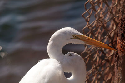 High angle view of great egret by sea