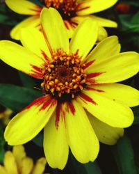 Close-up of yellow flower blooming outdoors