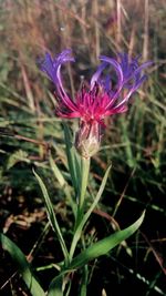 Close-up of flower against blurred background