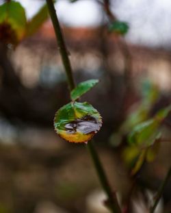 Close-up of green flowering plant