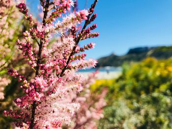 Close-up of pink cherry blossoms against sky