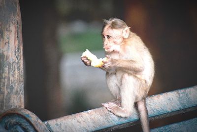 Close-up of monkey eating outdoors