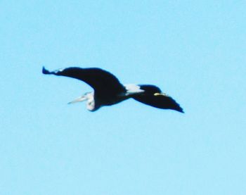 Low angle view of bird flying against clear blue sky