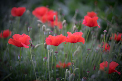 Close-up of poppy flowers blooming in field