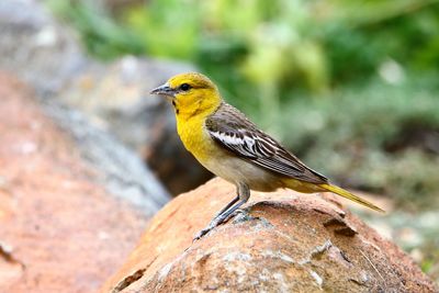 Close-up of bird perching on rock