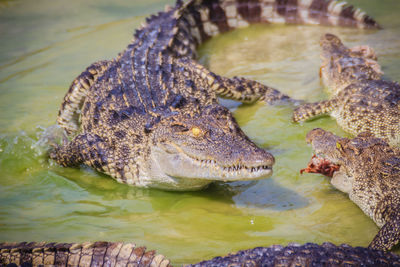 Close-up of turtle in lake