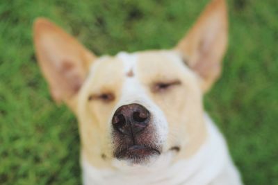 Close-up portrait of dog