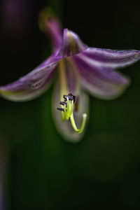 Close-up of purple flower