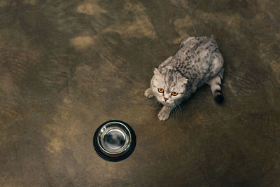 High angle view of cat in lake