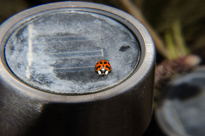 Close-up of spider