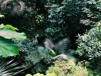 Low angle view of trees