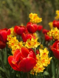 Close-up of red tulips