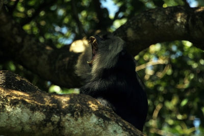 Low angle view of monkey sitting on tree