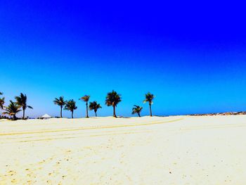 Palm trees on sand at beach against clear blue sky