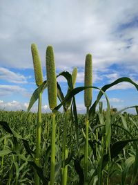 Close-up of crops growing on field against sky