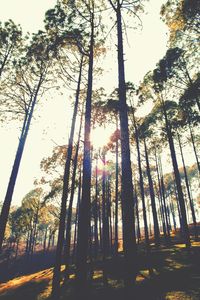 Low angle view of bamboo trees in forest against sky