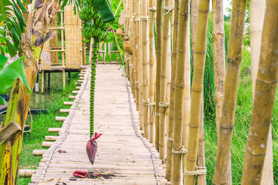 View of a bird on wooden fence