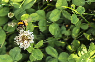 Close-up of bee on flower