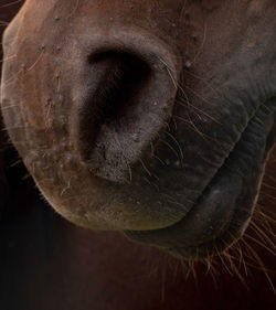 Close-up of horse