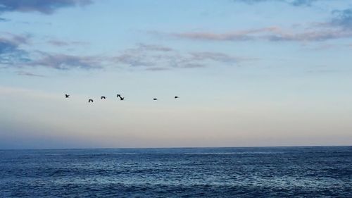 Bird flying over sea