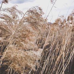 Close-up of wheat against sky