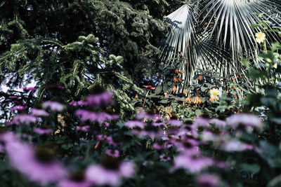 Close-up of plants